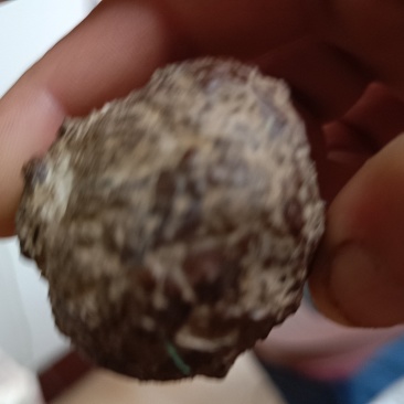 羊宝