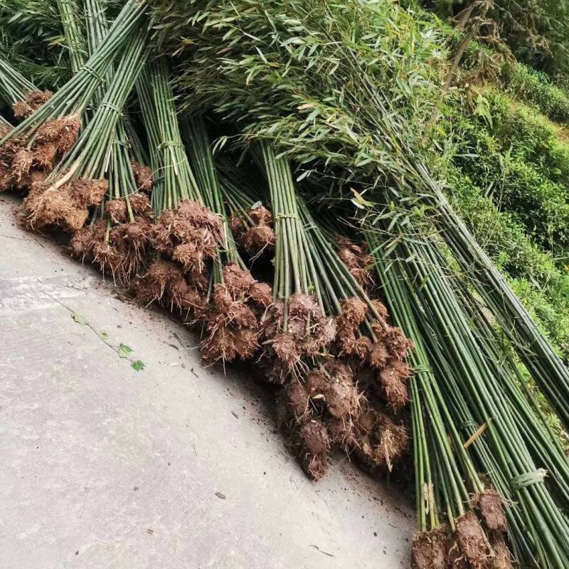 刚竹