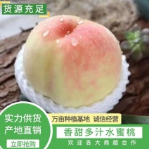 无锡阳山水蜜桃香甜多汁蜜桃欢迎各大商超合作