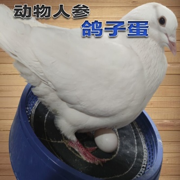 鸽子蛋新鲜白信鸽初生蛋农家五谷杂粮散养10枚-30枚礼盒孕妇