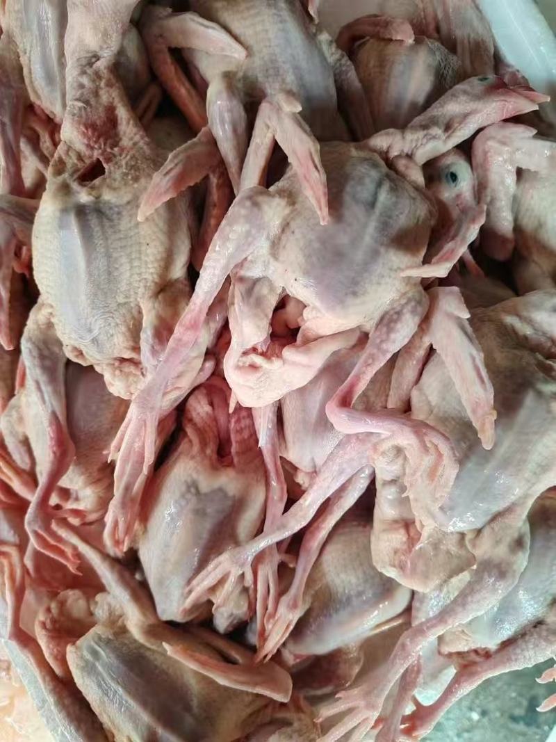 精品全清乳鸽，规格齐全长期有货，有需要的联系我