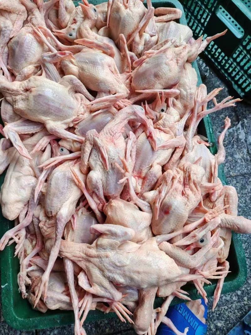 精品全清乳鸽，规格齐全长期有货，有需要的联系我