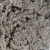 棉茵陈中药材茵陈正宗三月茵陈纯干货野生茵陈切碎茵陈片