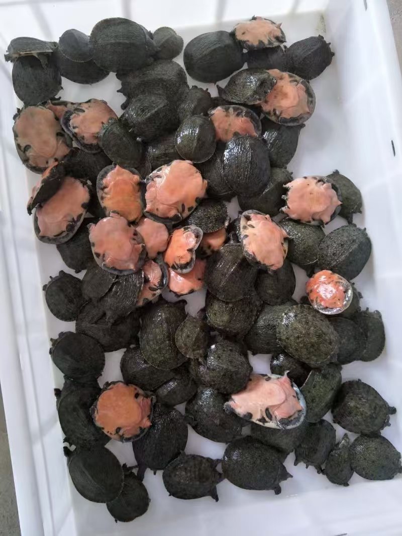 甲鱼苗江苏外塘，货量充足，可长期供货，大量走货可视频看货