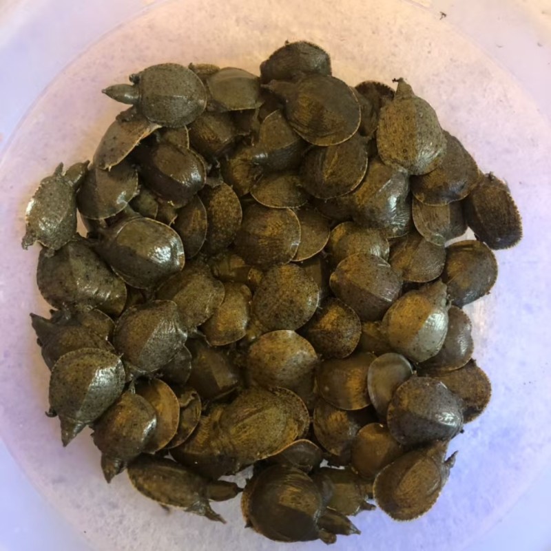 甲鱼苗江苏外塘，货量充足，可长期供货，大量走货可视频看货
