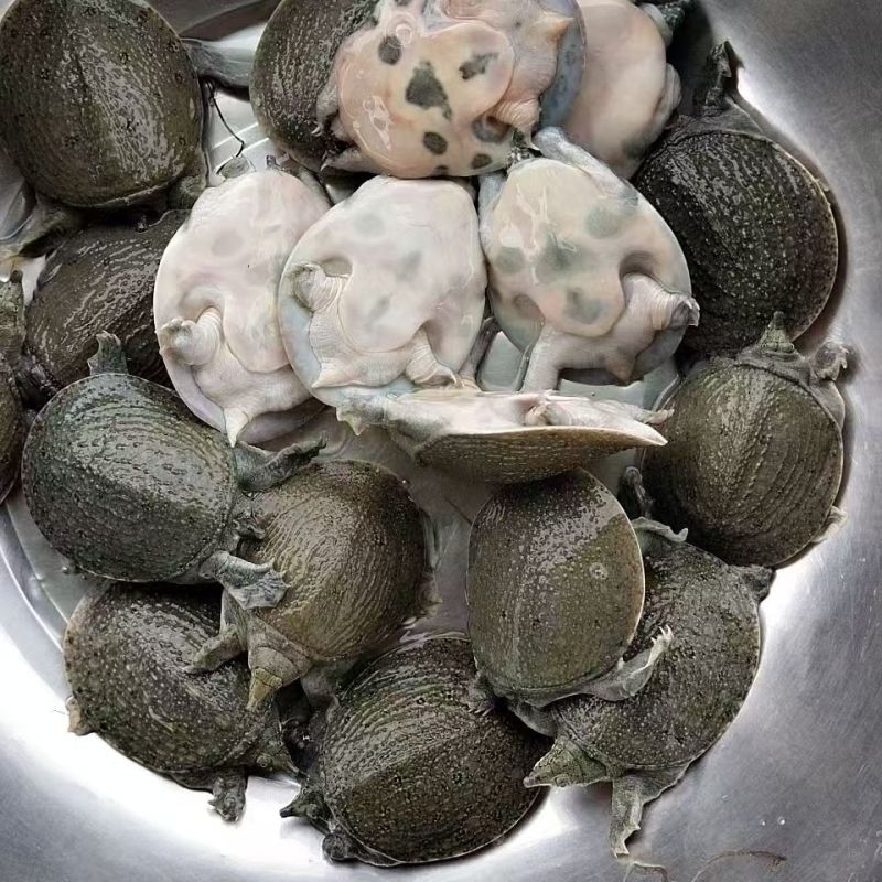 甲鱼苗江苏外塘，货量充足，可长期供货，大量走货可视频看货