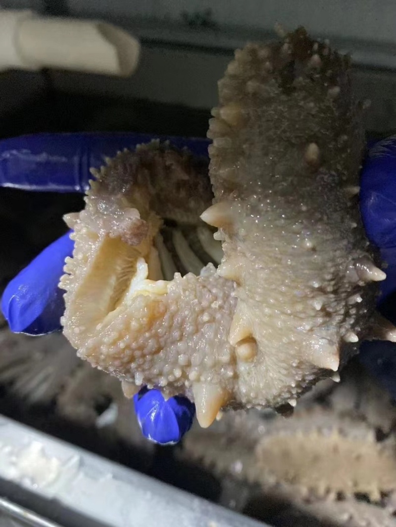海参即食还是鲜食大连鲜食海参团购批发残参团社区
