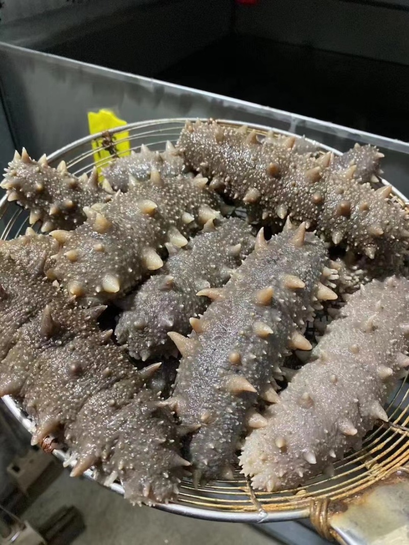 海参即食还是鲜食大连鲜食海参团购批发残参团社区