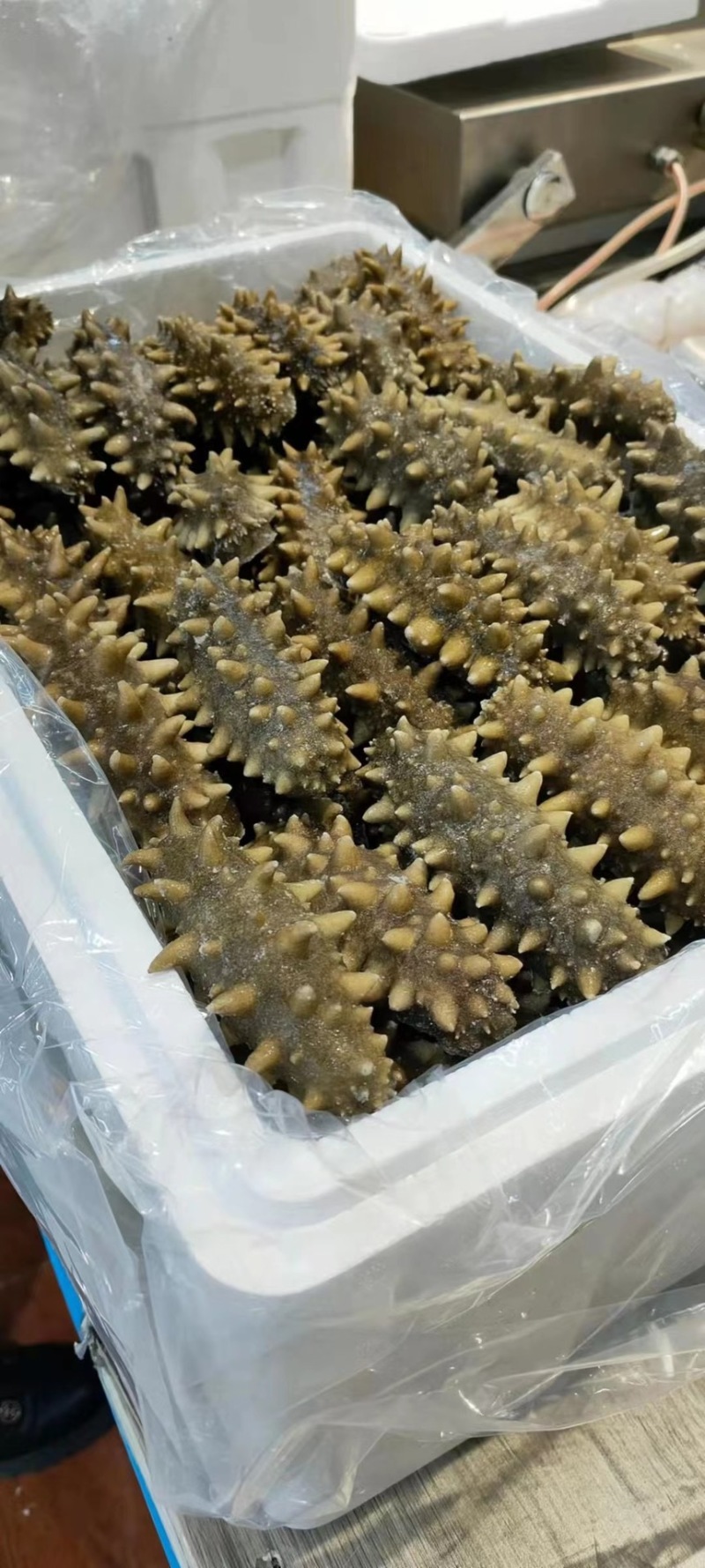海参即食还是鲜食大连鲜食海参团购批发残参团社区