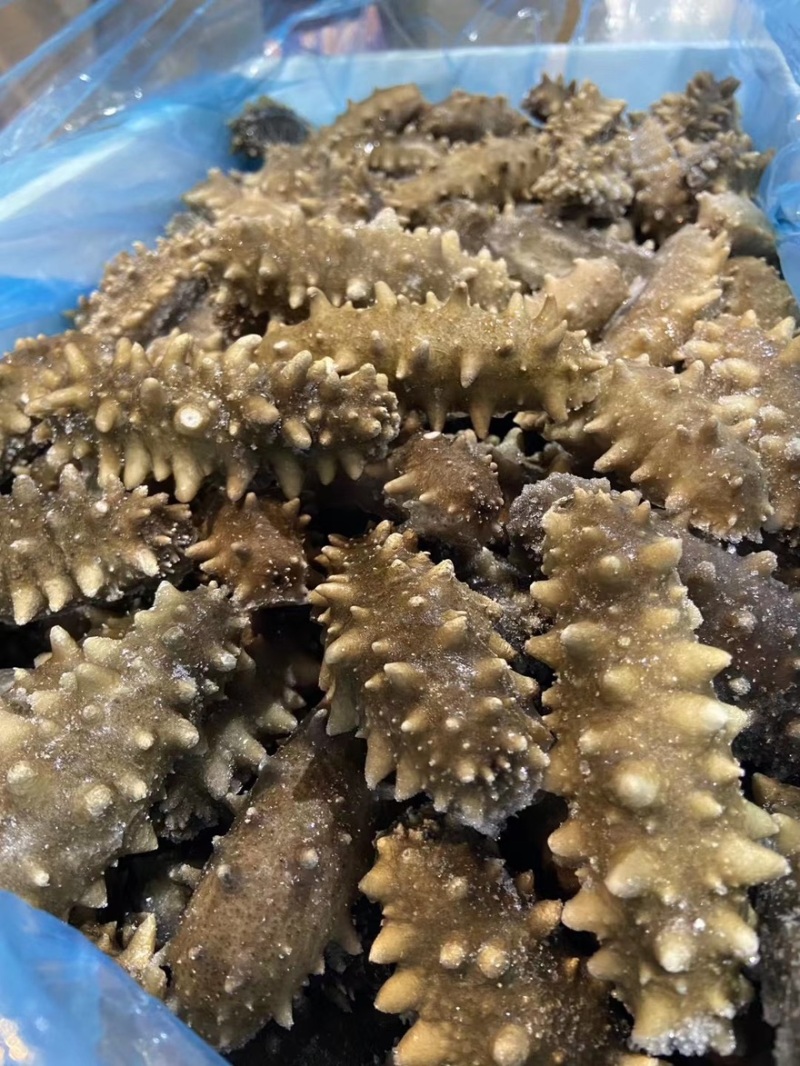 海参即食还是鲜食大连鲜食海参团购批发残参团社区