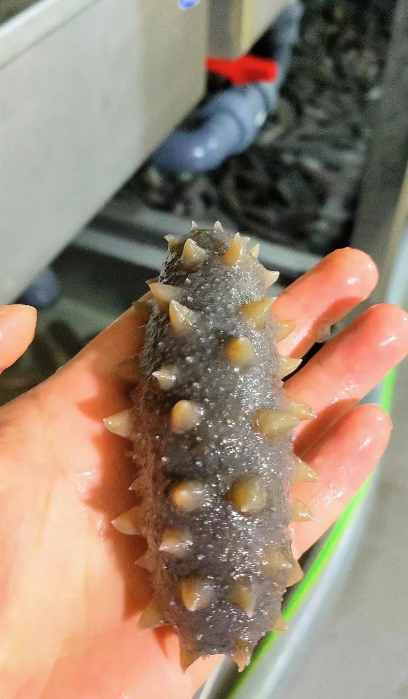 海参即食还是鲜食大连鲜食海参团购批发残参团社区