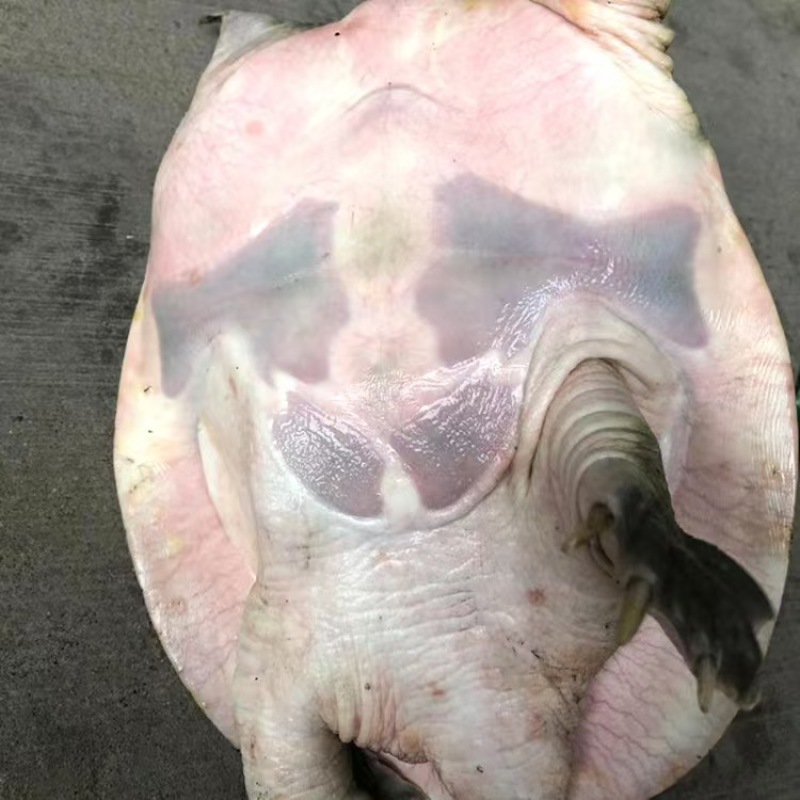 江苏外塘成品日本鳖，产地直供大量走货，货量充足，欢迎采购