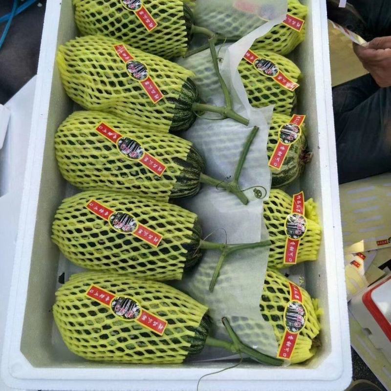 【精品甜瓜】博洋甜瓜包装精美，口感脆甜爽口山东产地直发