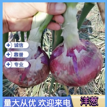 定州二红洋葱·黄金产区直供】耐储运,将大量上市,欢迎采购