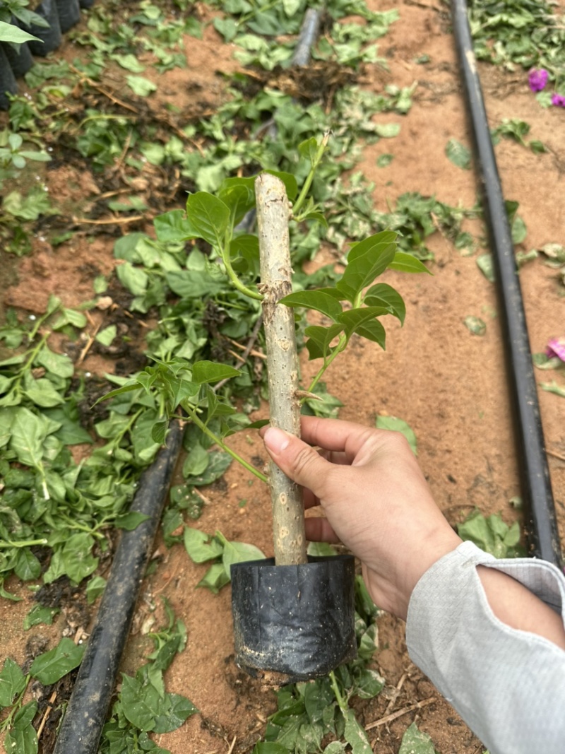 三角梅云南紫25杆