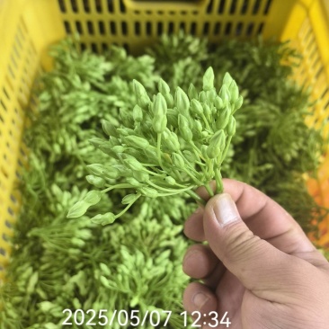 夜来香，夜香花