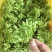 夜来香，夜香花