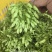 夜来香，夜香花