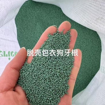 百慕大草籽