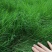 百慕大草籽