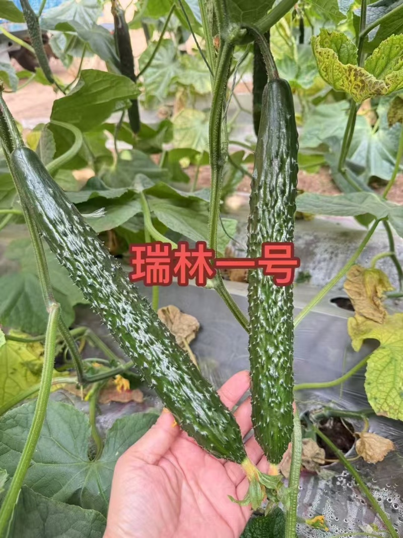 黄瓜苗瑞林一号乾德197密刺大黄瓜苗存活率高