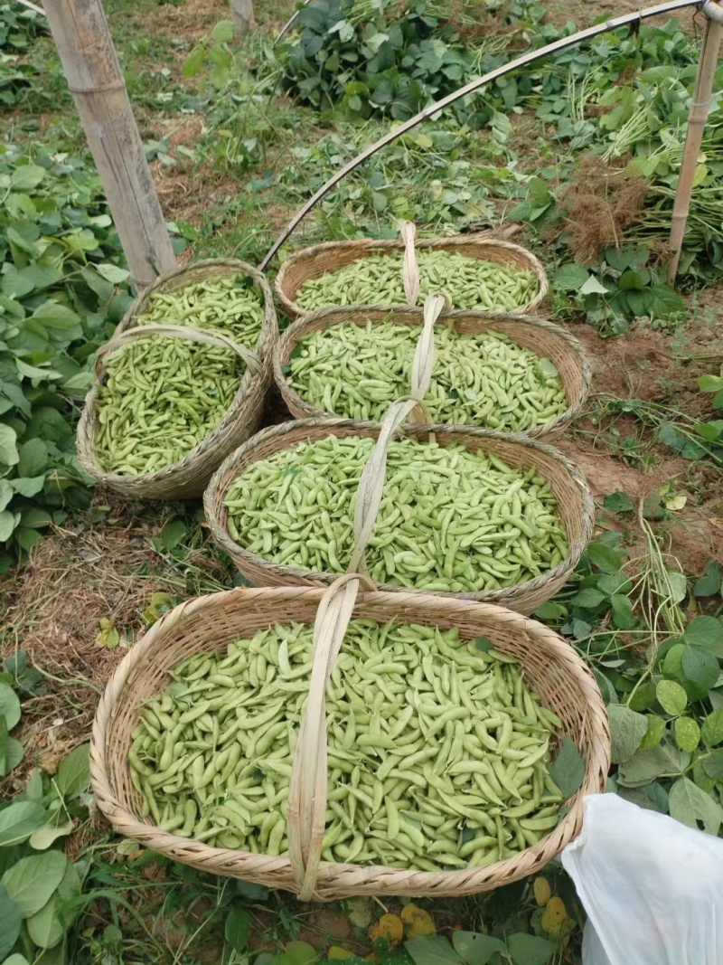 新鲜毛豆