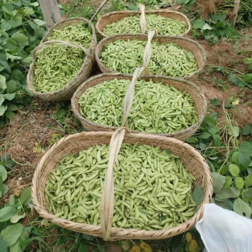 新鲜毛豆