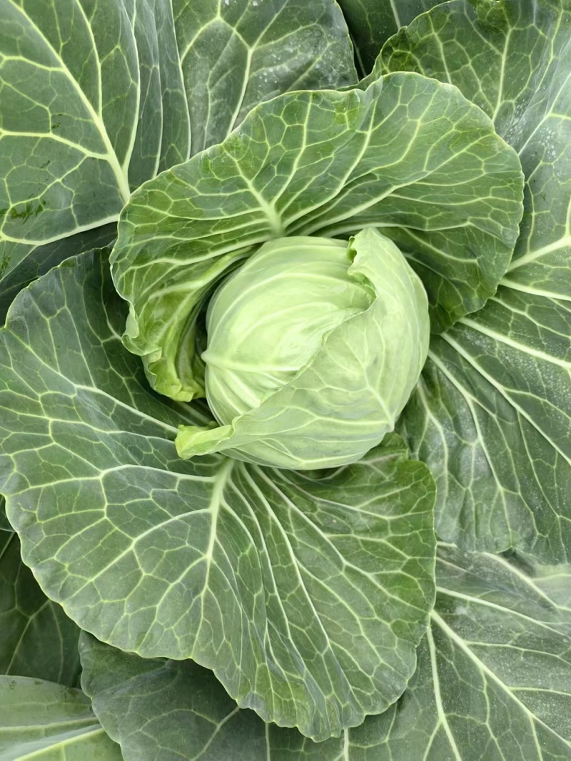 甘蓝