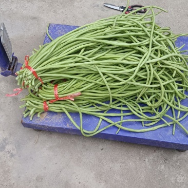 长豆角，自产自销鲜豆角