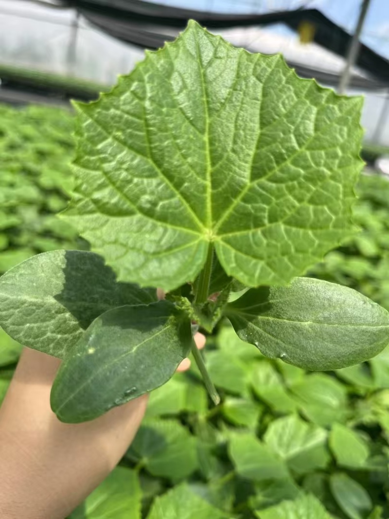 乾德凤玉水果黄瓜苗小黄瓜苗嫁接苗种苗基地现货全国发货