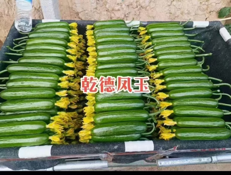 乾德凤玉水果黄瓜苗小黄瓜苗嫁接苗种苗基地现货全国发货