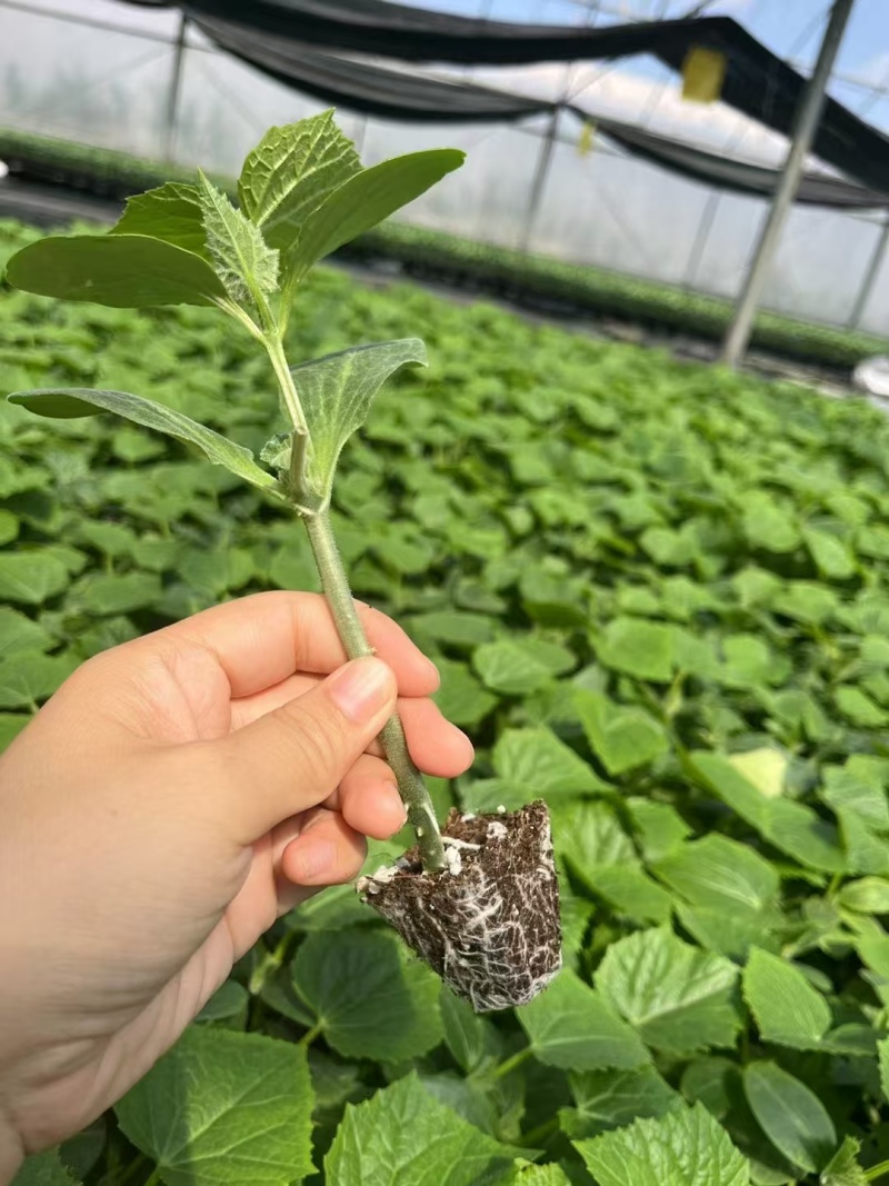 乾德凤玉水果黄瓜苗小黄瓜苗嫁接苗种苗基地现货全国发货