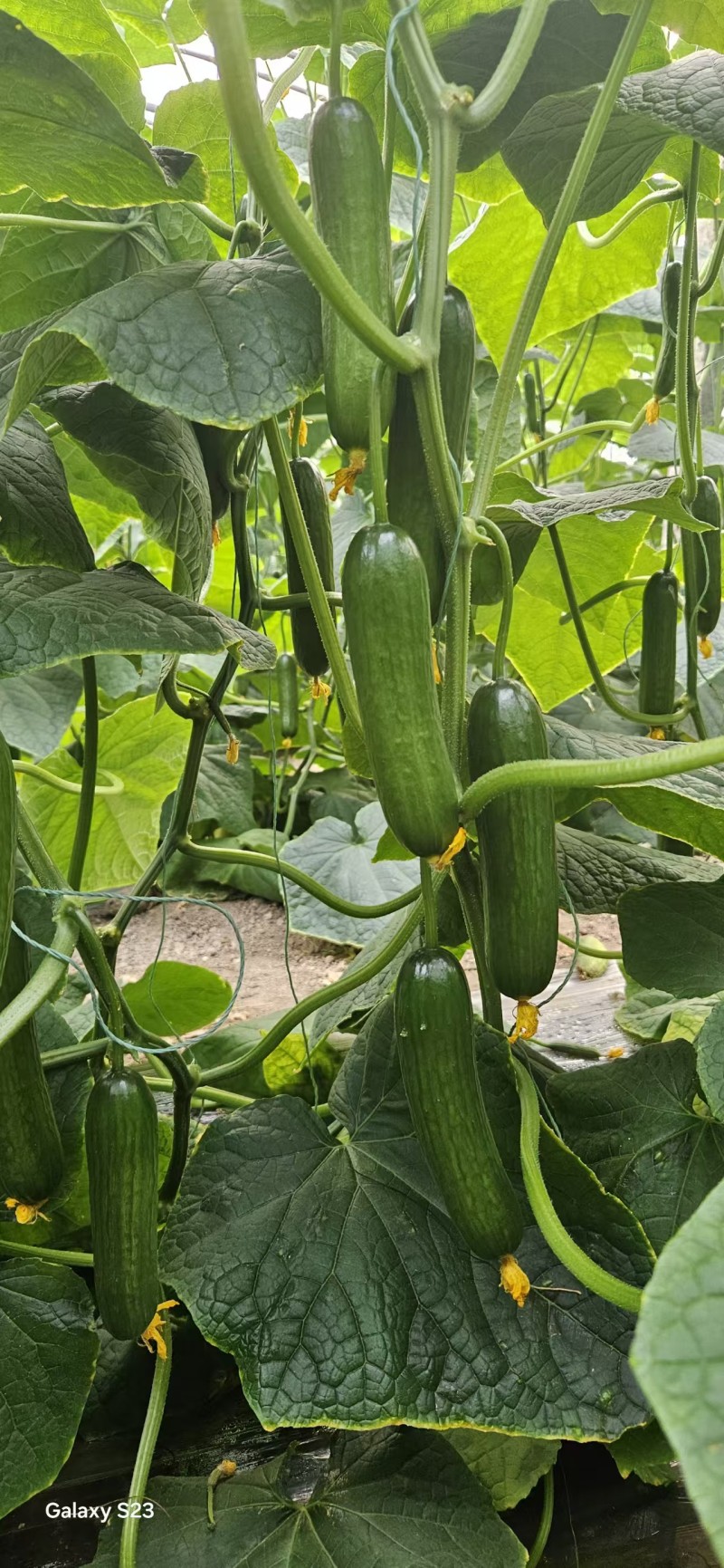 水果黄瓜苗青瓜苗清利乾德1917小黄瓜苗高存活率
