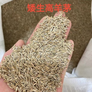 矮生高羊茅