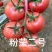 粉莹2号硬粉番茄苗西红柿苗山东寿光种苗基地