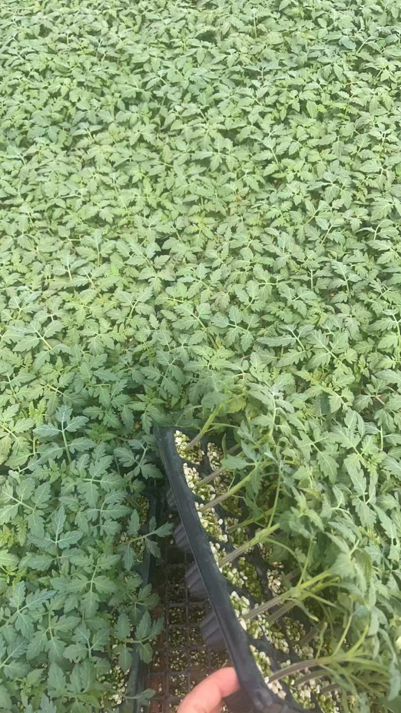 粉莹2号硬粉番茄苗西红柿苗山东寿光种苗基地
