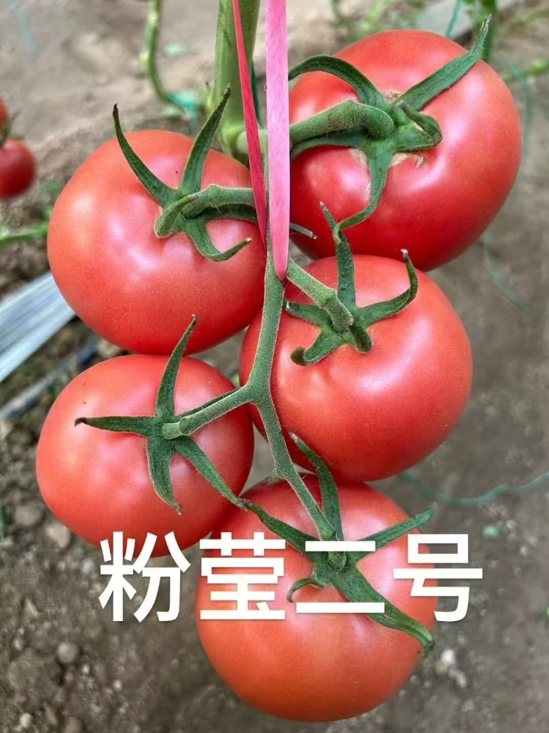 粉莹2号硬粉番茄苗西红柿苗山东寿光种苗基地