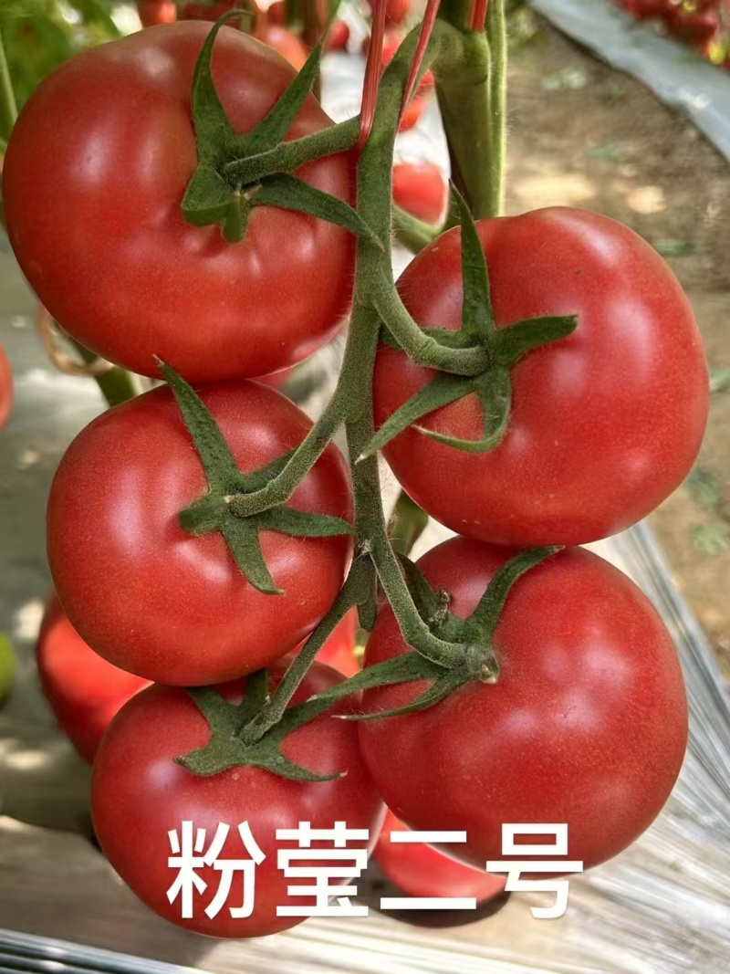 粉莹2号硬粉番茄苗西红柿苗山东寿光种苗基地