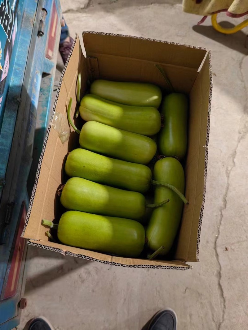 瓠子/瓠瓜/江苏发货/大棚种植/自家产品/欢迎采购商来电