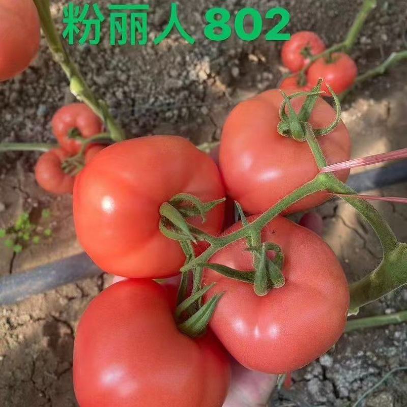 硬粉番茄苗粉丽人802西红柿苗口感番茄苗各种蔬菜