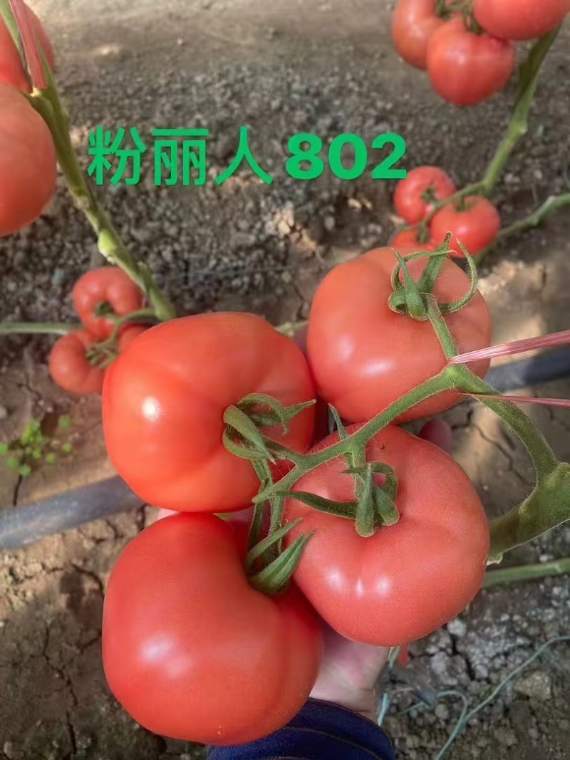 硬粉番茄苗粉丽人802西红柿苗口感番茄苗各种蔬菜