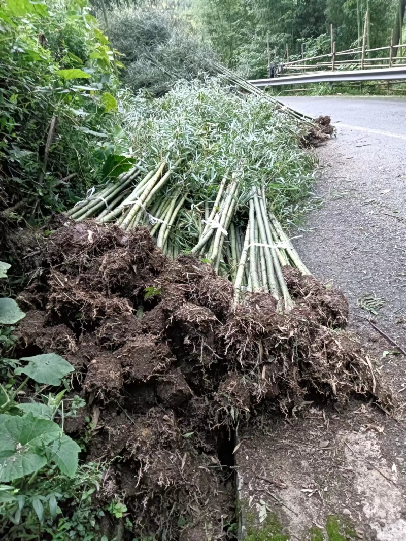 细叶乌头雷竹
