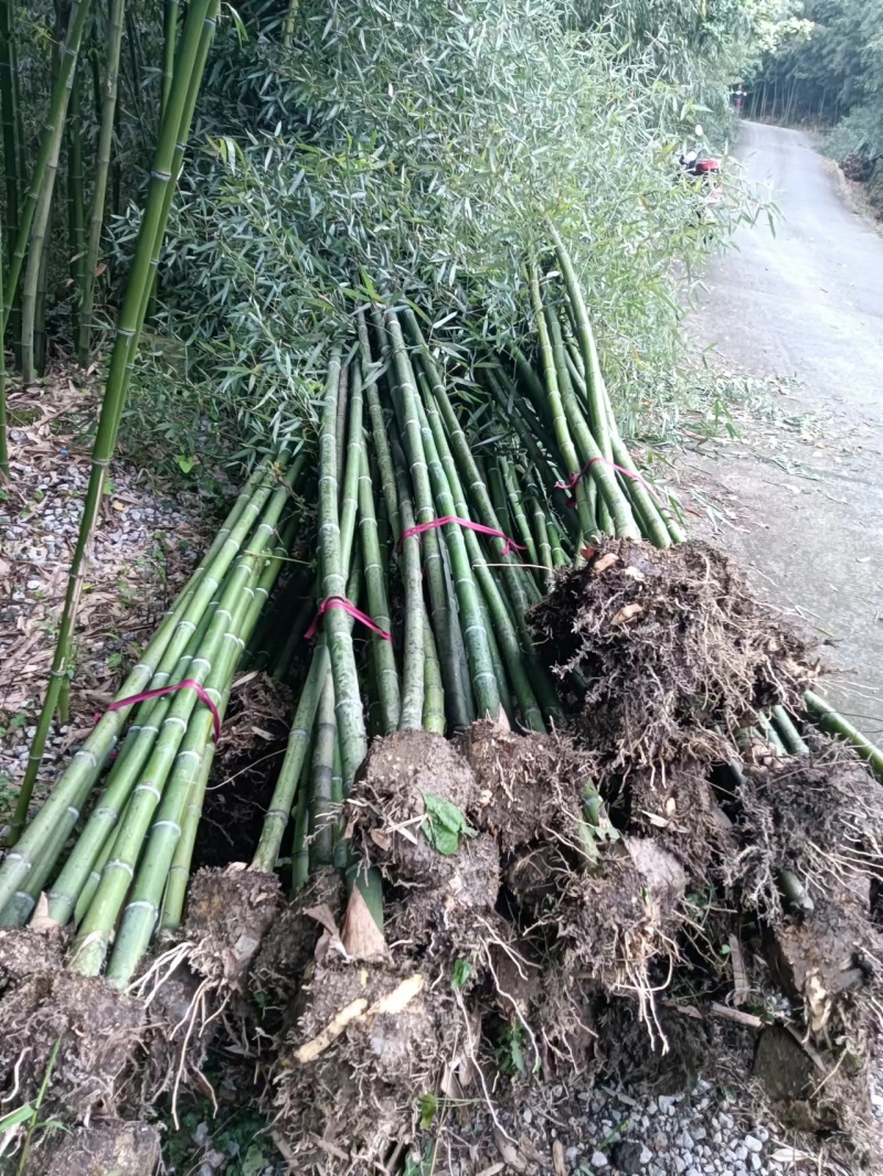 细叶乌头雷竹