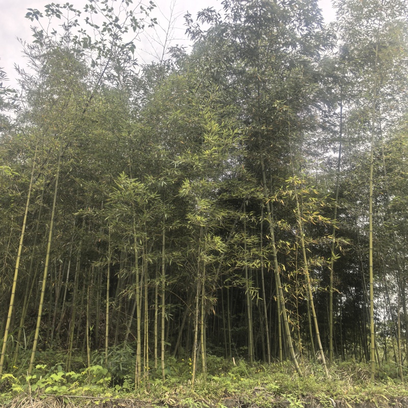 细叶乌头雷竹