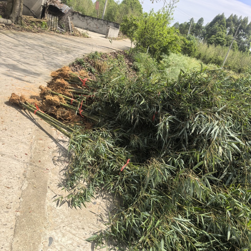 细叶乌头雷竹