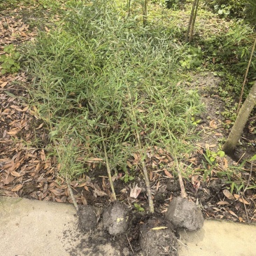 人面竹罗汉竹