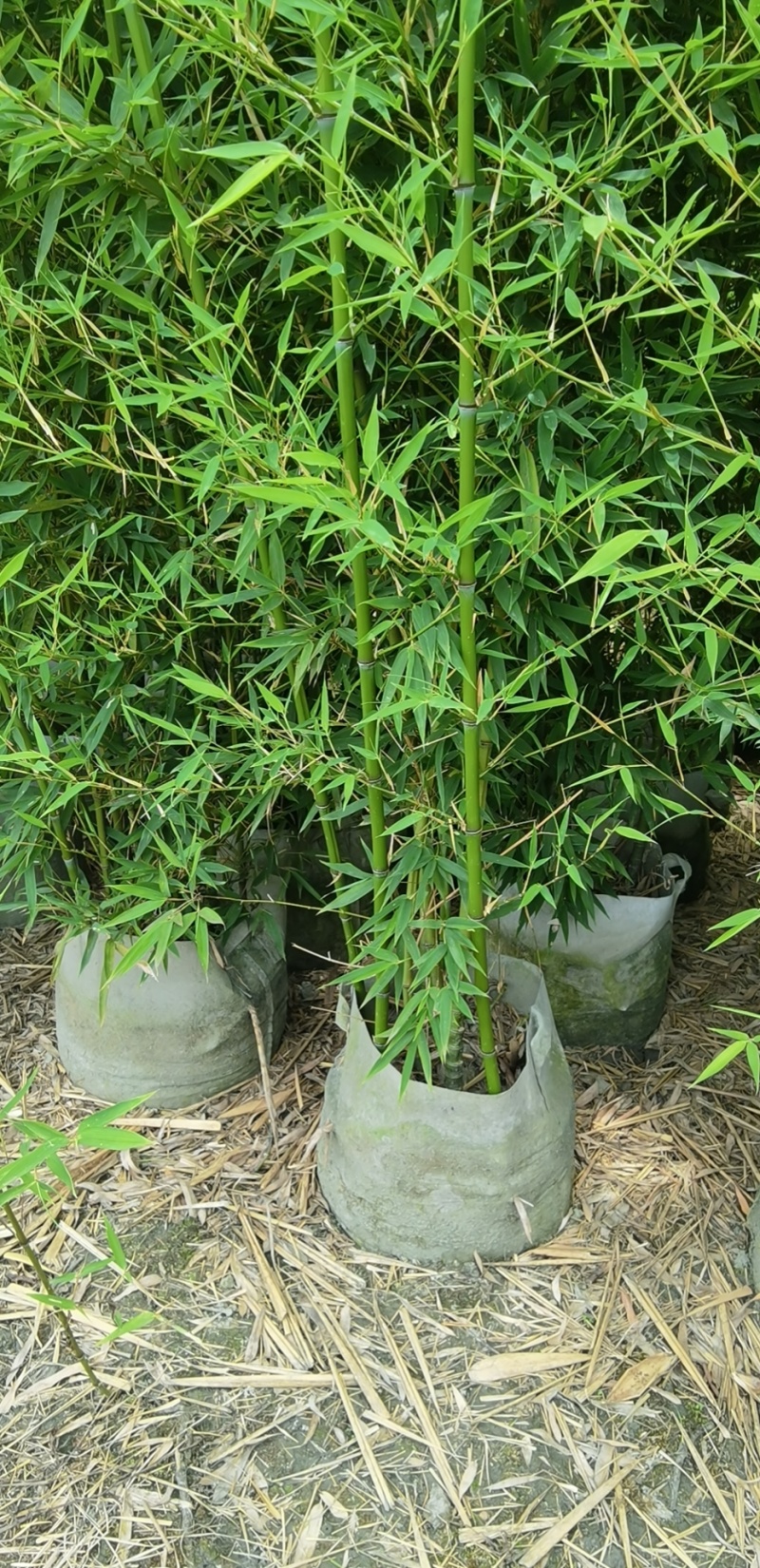 人面竹罗汉竹