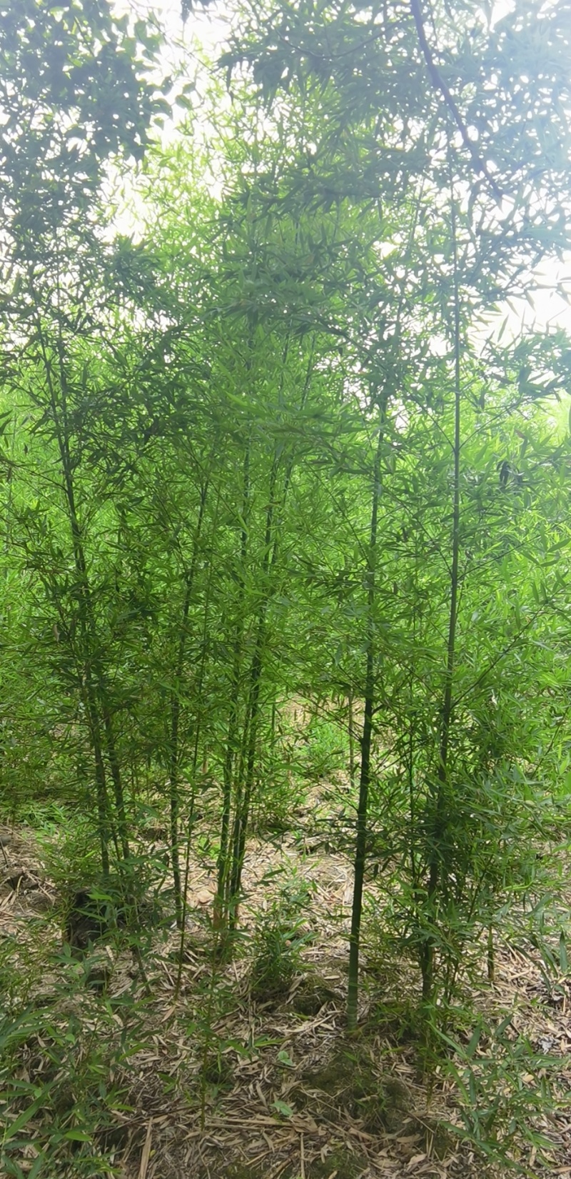 人面竹罗汉竹