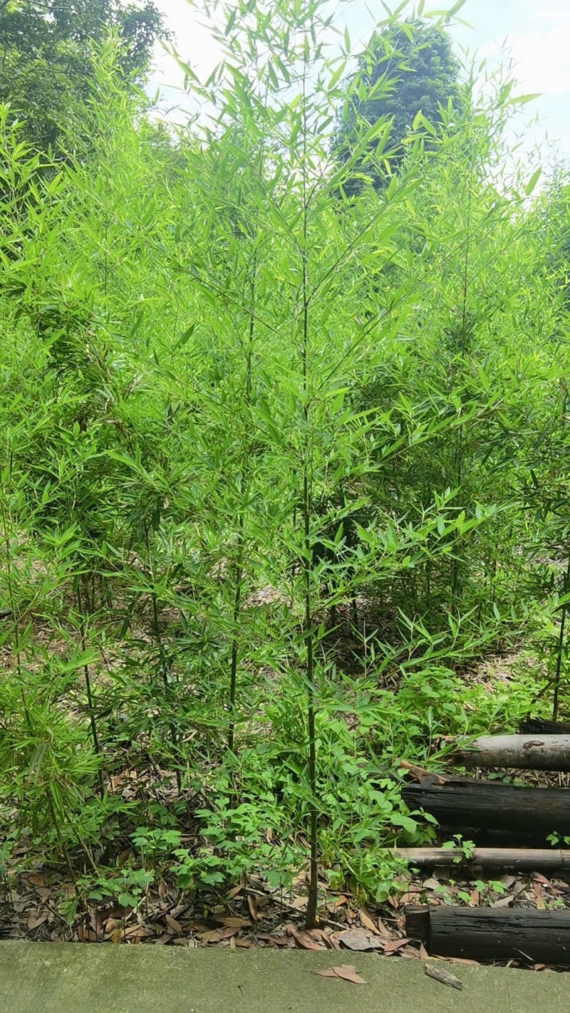 人面竹罗汉竹