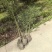 人面竹罗汉竹